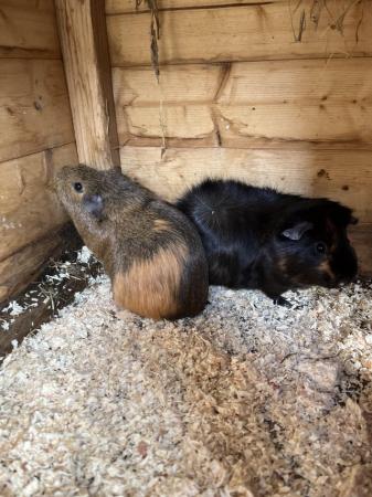 Image 1 of Last two females available guinea