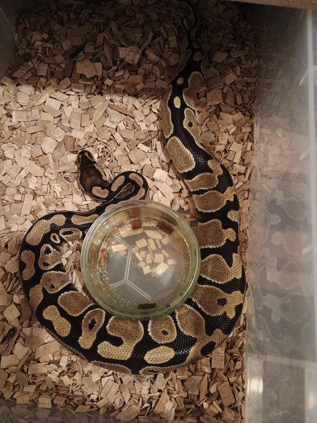 Preview of the first image of Wanted, various morph royal pythons.
