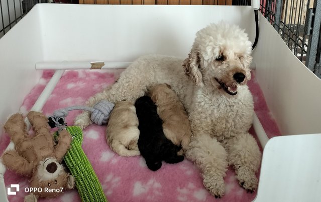 Preview of the first image of Gorgeous Miniature poodle pups.