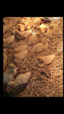 Image 2 of Happy healthy good quality pure bred ducklings