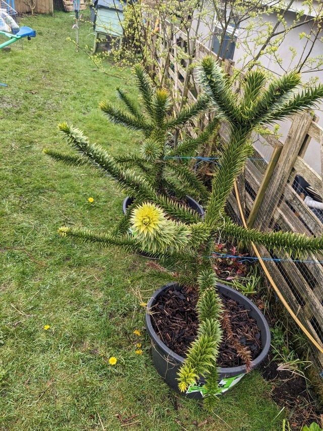 Preview of the first image of Potted Monkey puzzle trees.