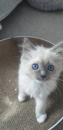 Image 20 of Pure Breed Ragdoll Kittens