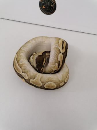 Image 3 of Butter/lesser female ball python