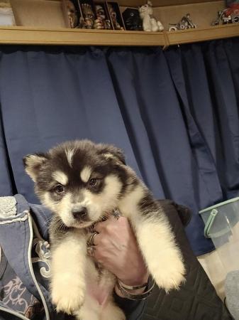 Image 5 of 7 week old Husky x Malamute puppies available 19/3/24