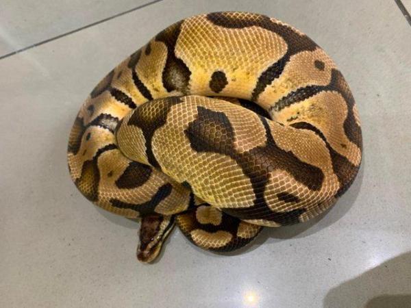 Image 4 of SOLD Pastel Adult Male Royal Python