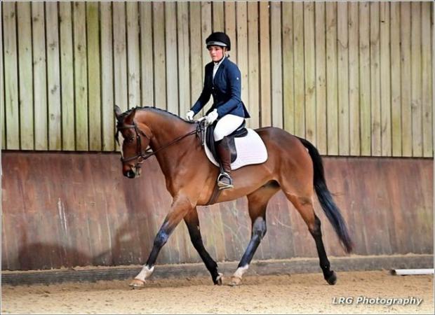 Image 1 of 16.1 tb gelding for part loan