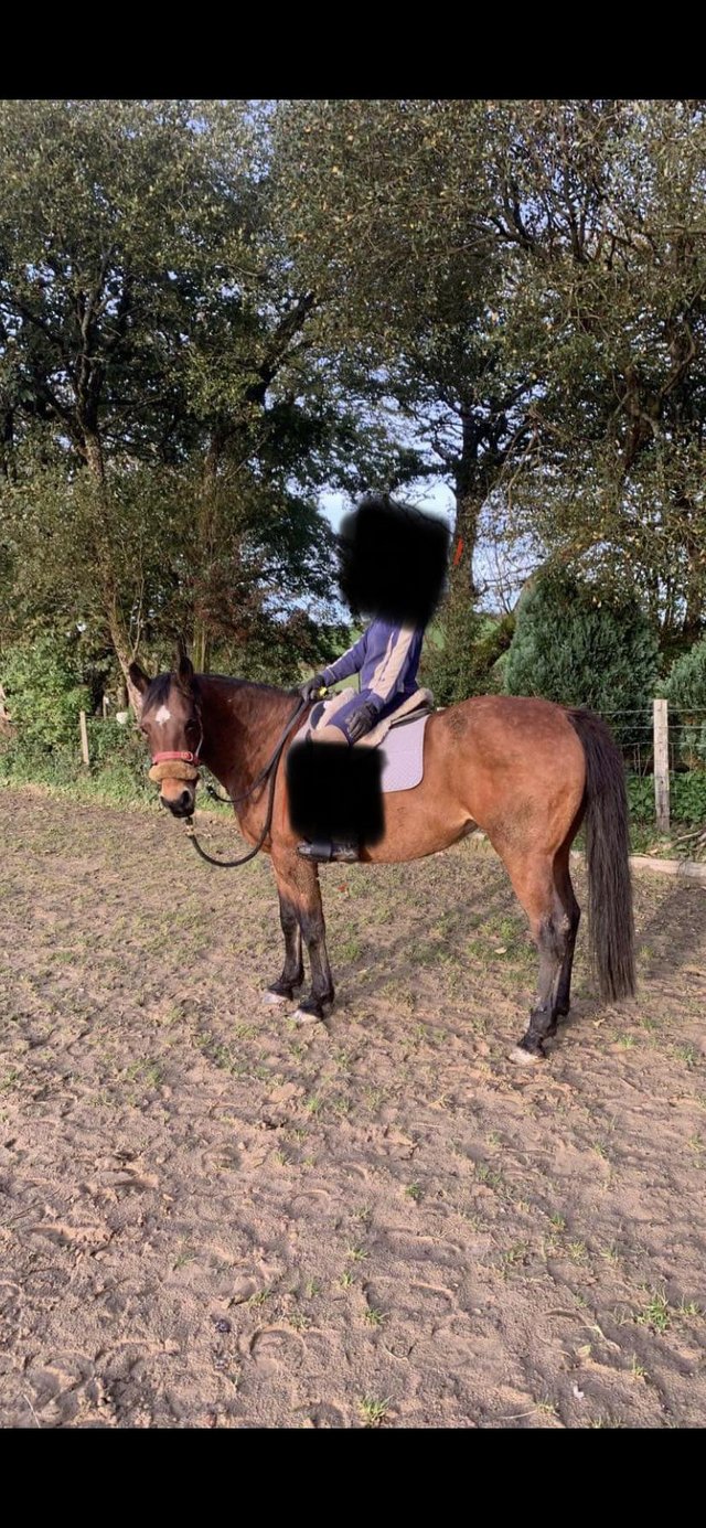 Preview of the first image of Cob cross Irish sports horse.