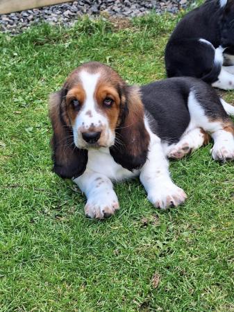 Image 5 of Basset hound puppies ready for new homes
