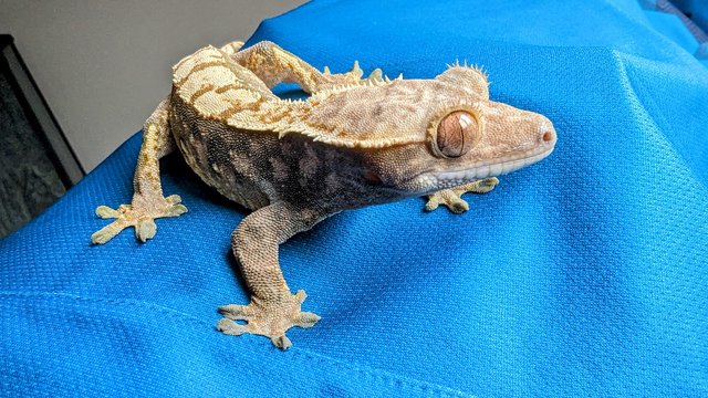 Image 5 of Tiger Pinstripe Crested Gecko FEMALE