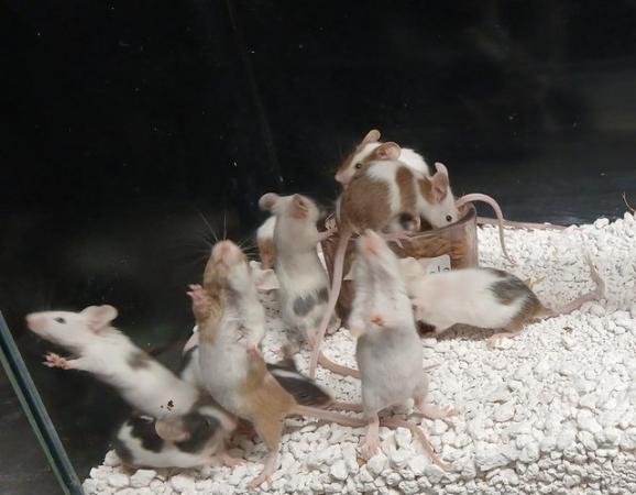 Image 14 of Baby Mice , Tri and mixed coloured