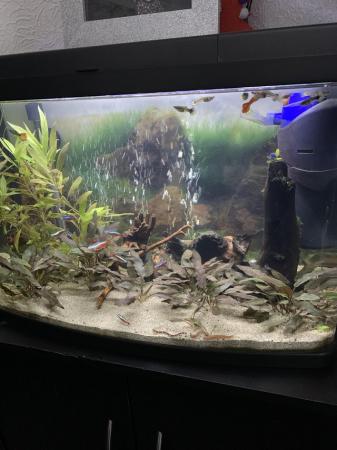 Image 1 of Tropical fish tank for sale £30