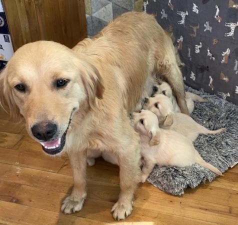Image 6 of Fully Vaccinated KC Registered Golden Retriever Puppies