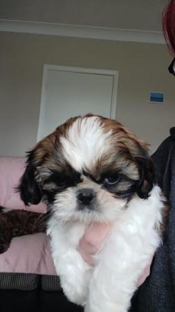 Image 2 of Lovely shih Tzu puppys looking forever home