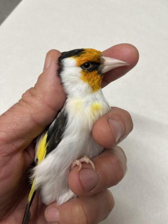 Image 4 of Siberian Goldfinch for sale