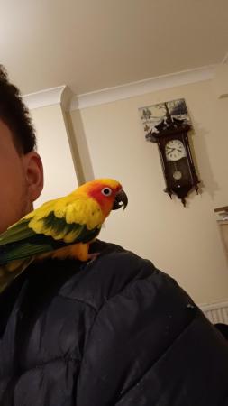 Image 1 of Rehoming all kinds of parrots - Experienced Home