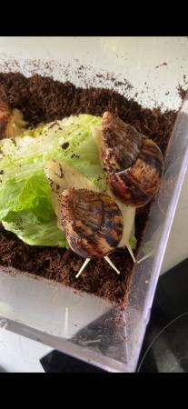 Image 3 of Albino African land snails
