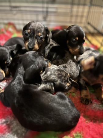 Image 2 of PRA CLEAR Midi dachshund puppies