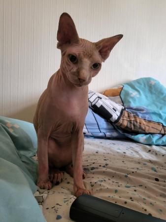 Image 5 of 2 lovely sphynx kittens LEFT