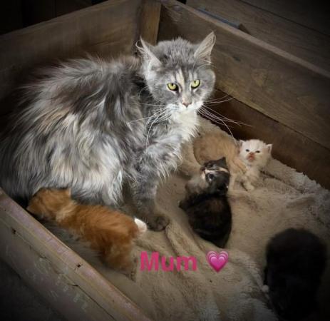 Image 6 of Stunning pure Maine coon kittens READY NOW!