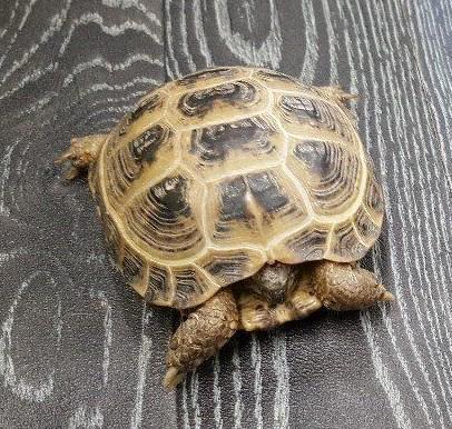 Image 11 of Stocked Tortoises on at Warrington pets and exotics