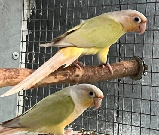 Image 3 of DNA 2022 + 2023 Mutation Baby Mooncheek & Dilute Conures
