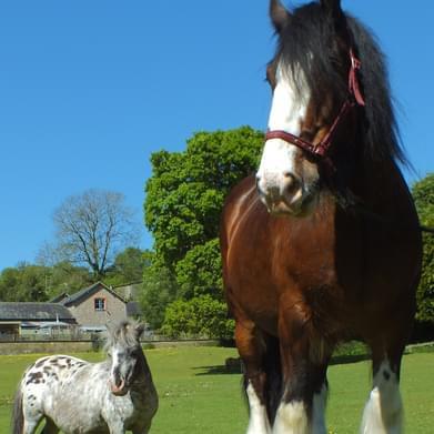 Image 1 of Stunning shire horse for long term loan available- non ridde