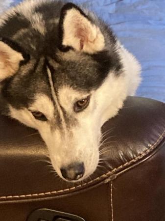 Image 1 of 2 year old male husky for sale