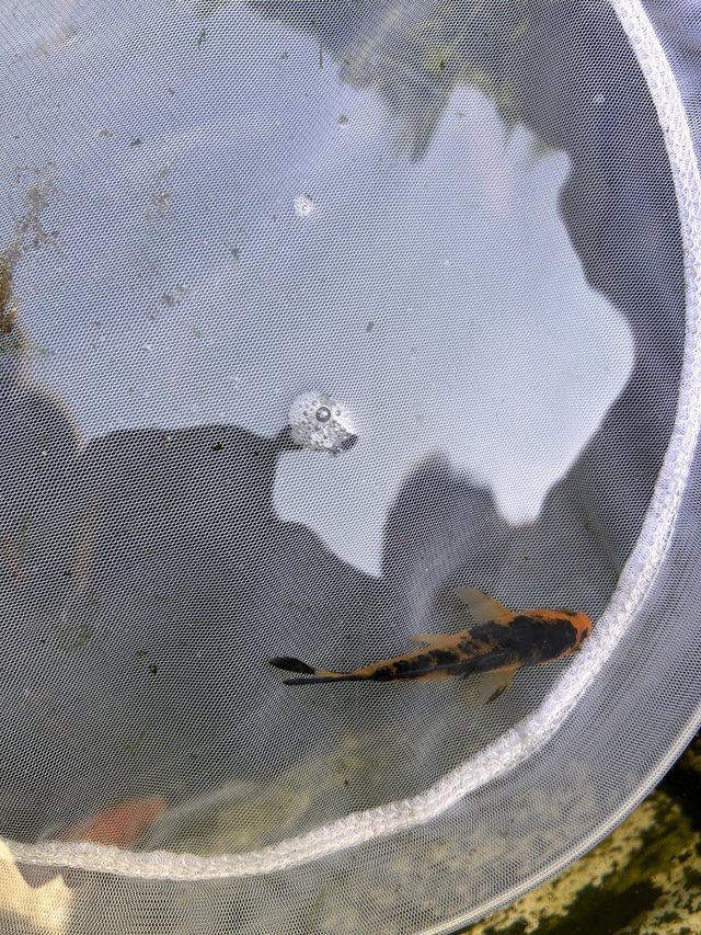Preview of the first image of Small Koi Fish 4inch mixture.