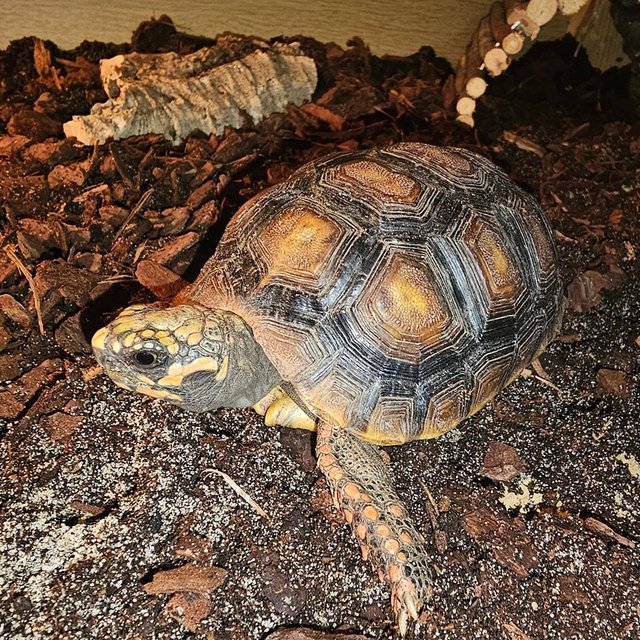 Preview of the first image of Cb22 Cherry Head/ Red Foot Tortoise.