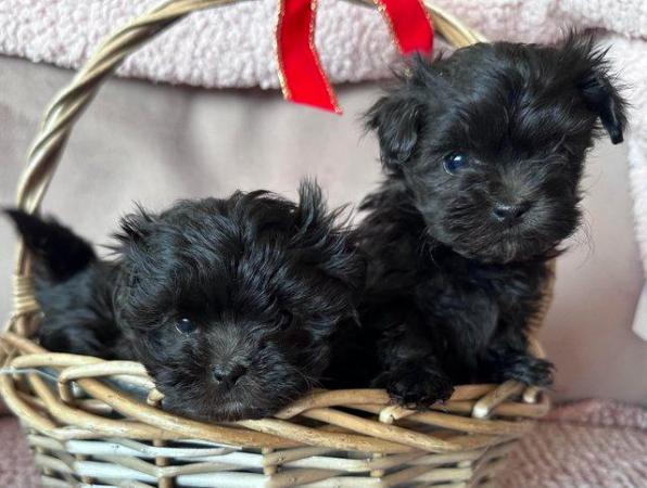 F1 Maltipoo puppies for sale male/females for sale in Chislehurst, Kent - Image 5