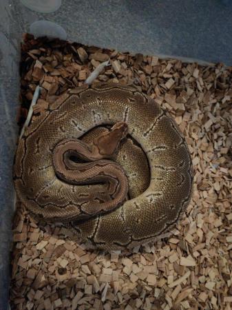 Image 1 of Royal pythons for sale due to downsizing