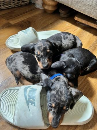 Image 16 of READY NOWMidi dachshund puppies