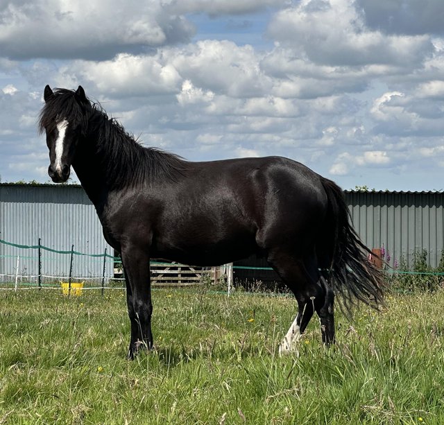 Preview of the first image of 1yo DHP Black with four white socks.