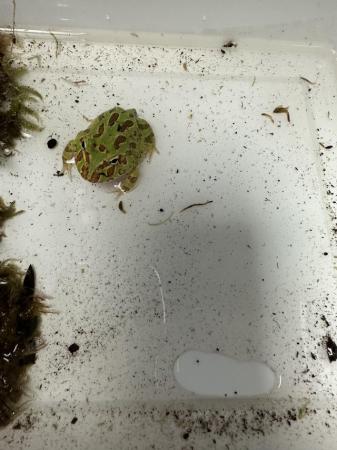 Image 5 of 10 week old Pacman frogs -