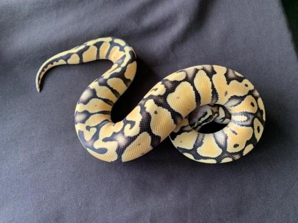 Image 5 of Super Pastel Desert Ghost Male Royal Python