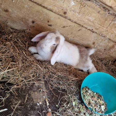 Image 2 of Pure Bred Mini Lop Bunnies, Handled By Children.