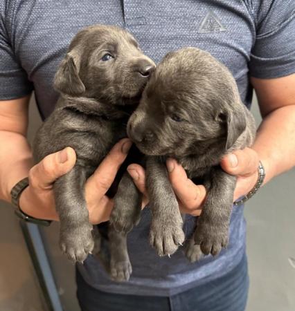 Image 7 of Stunning - Silver & Charcoal Labrador Pups