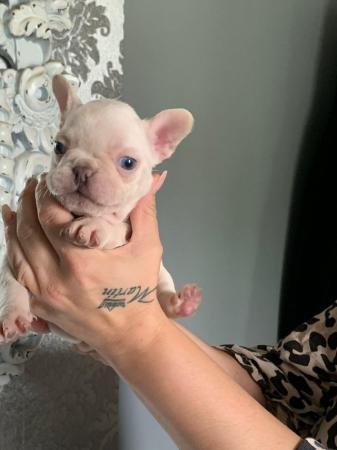 Image 11 of French bull dog puppies kc registered