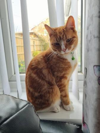 Image 1 of 11 month old Ginger Domestic Shorthair Male Cat