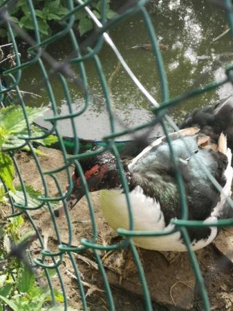 Image 7 of Muscovy drakes to good homes only