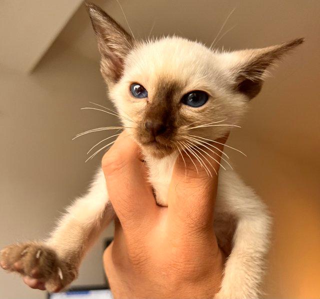 Preview of the first image of Siamese Kittens - GCCF registered, reservation available!.