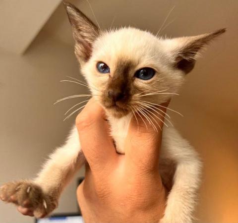 Image 1 of Siamese Kittens - GCCF registered, reservation available!