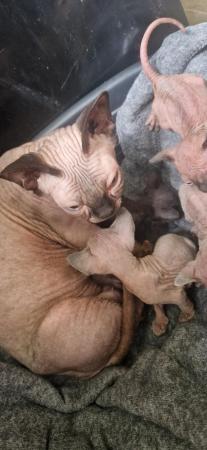 Image 6 of 3 sphynx kittens left. READY 11TH JULY
