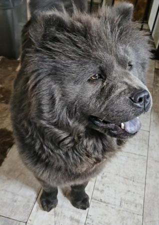 Image 1 of Blue Chow chow bitch needing a new home