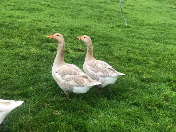Image 2 of Brecon Buff and Buff Back Ganders 2023 hatched