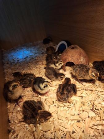 Image 2 of Beautiful coturnix quail chicks available