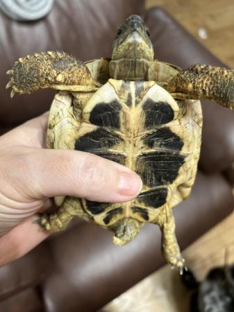 Image 2 of 3 year old Herman tortoise