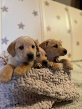 Image 2 of Beautiful KC Labrador puppies