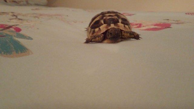 Image 3 of Herman baby tortoises5 available 1 lefr