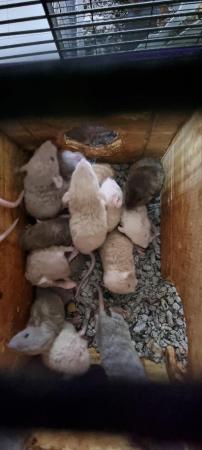 Image 5 of 100% tame baby rats. Guaranteed!!